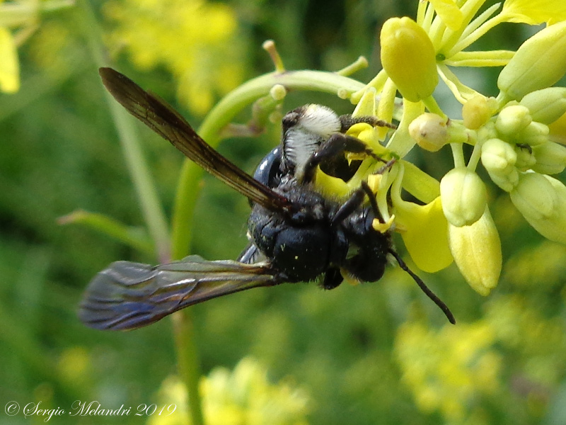 Apidae Andreninae: Andrena agilissima